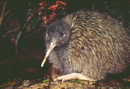 Okarito kiwi (Apteryx rowi)